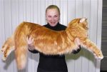 Котята мейн кун из питомник  Beauty Image. Самые крупные домашние кошки!