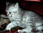 Рекламные(ВИСКАС) британские котята из питомника