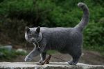 Британский кот приглашает кошечку на вязку