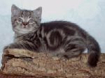 Британские котики, мраморного окраса, из питомника Muar*RU (FIFe).