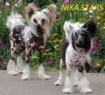 Продаются щенки Китайской хохлатой питомник NIKA STARS