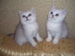 чистокровные британские котята редкого окраса-шиншилла