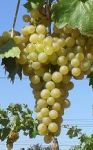 Столовый и винный виноград