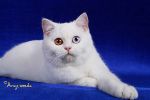 Редкие белоснежные шотландские плюшевые котята. Разноглазки