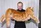 Котята мейн кун из питомник  Beauty Image. Самые крупные домашние кошки!