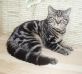 Продаются британские котята тэбби окраса из питомника Muar*RU