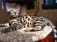 Питомник Бенгальских кошек PrioBengals предлагает  бенгальских котят
