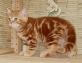 Продаются британские котята тэбби окраса из питомника Muar*RU