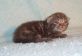 Британские котята мраморного окраса из питомника Muar*RU.