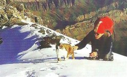 Швейцарский кот-альпинист